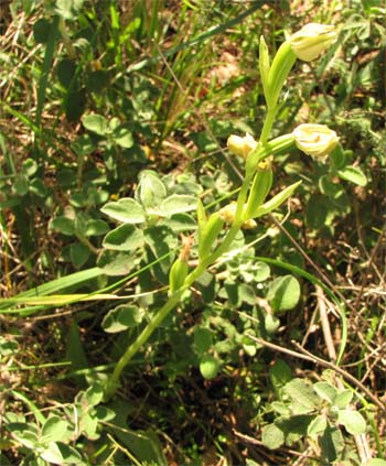 Ciclo biologico annuale di Ophrys